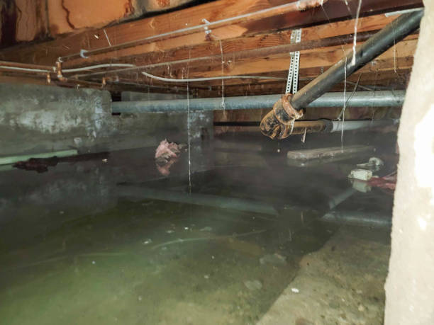 Best Mold removal after water damage  in Mahopac, NY
